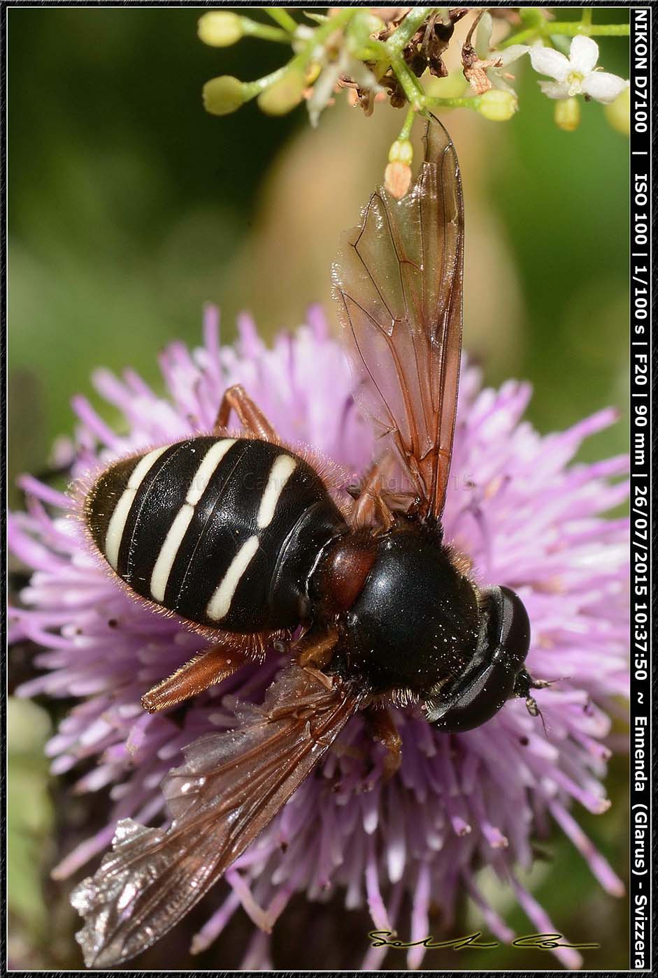 Syrphidae:   Sericomyia sp.